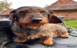 Dachshund dogs for sale: Outstanding Pedigree Litter-Health Tested Parents - Advert 5
