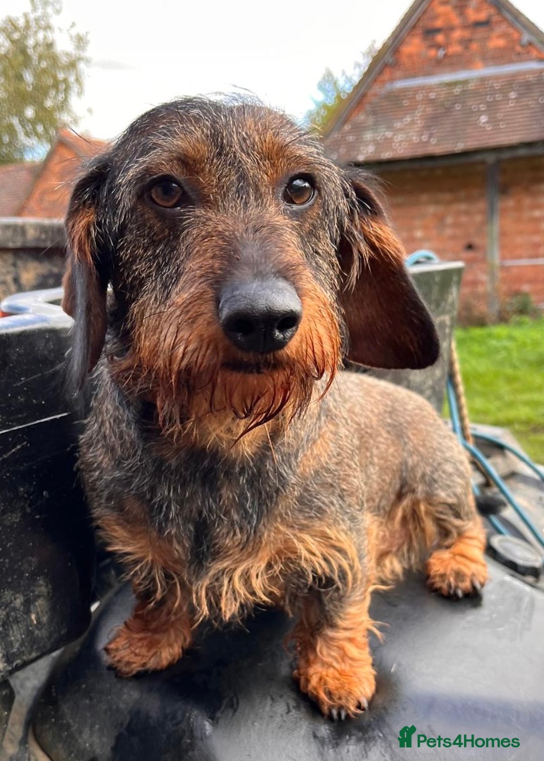 Dachshund dogs for sale: Outstanding Pedigree Litter-Health Tested Parents - Advert 5