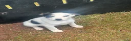Mixed Breed dogs for sale: 3 Pups  in Brecon - Advert 5
