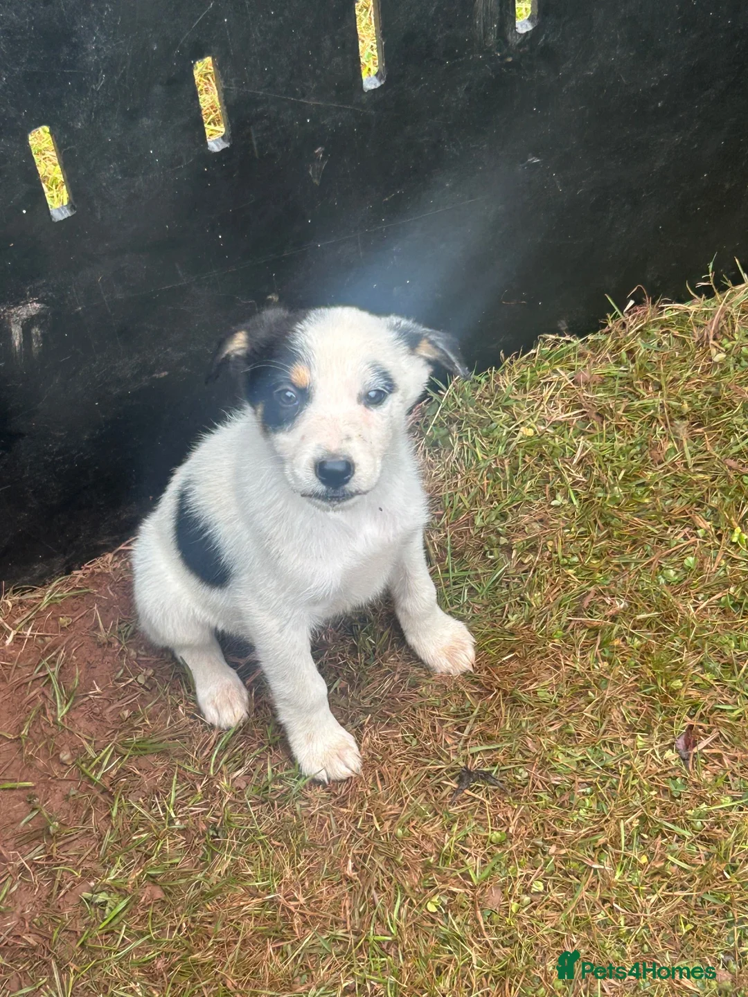 Mixed Breed dogs for sale: 3 Pups  in Brecon - Advert 5
