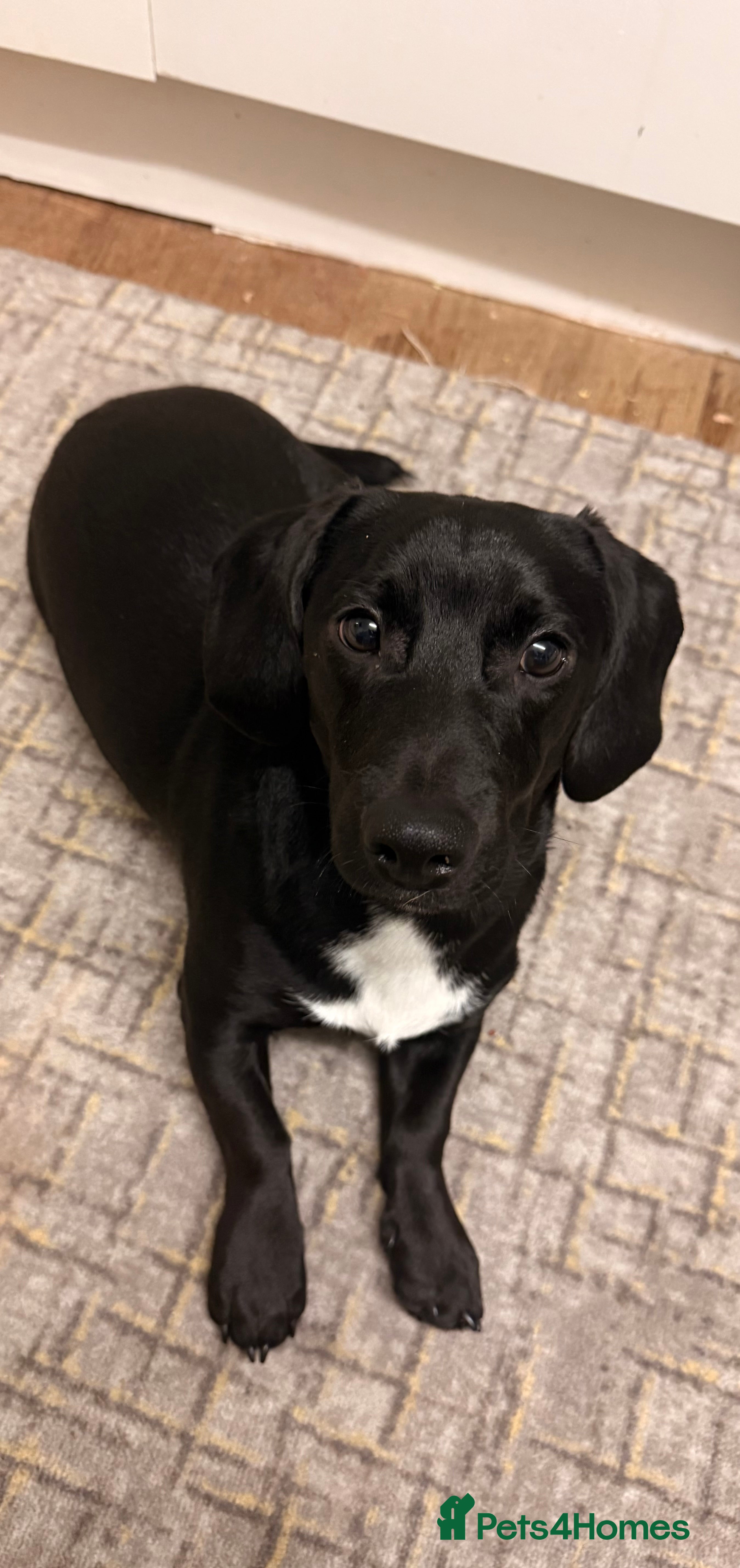 Mixed Breed dogs Smooth coated beagle/dachshund   - Advert 1