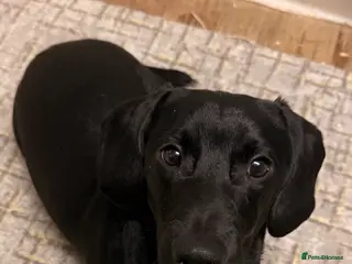 Mixed Breed dogs Smooth coated beagle/dachshund - Advert 1