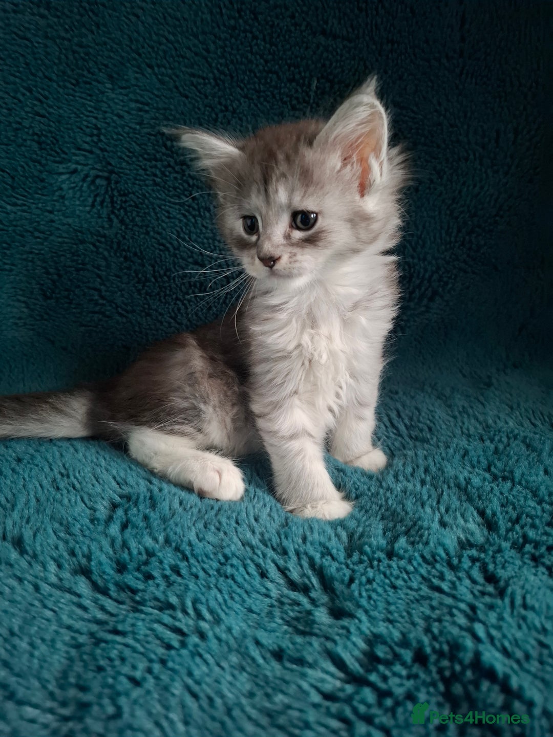 Maine Coon cats for sale: Tica Registered Maine Coon Kittens - Advert 12