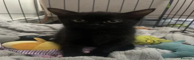 Female black kitten 
