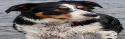 Mixed Breed dogs for sale: The cutest things looking for loving homes in Fraserburgh - Advert 13