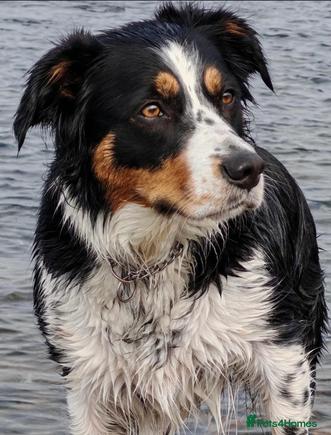 Mixed Breed dogs for sale: The cutest things looking for loving homes in Fraserburgh - Advert 13