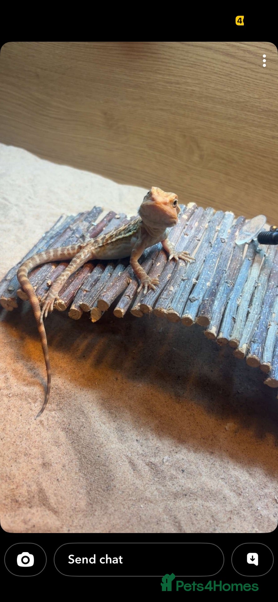Bearded Dragon reptiles Female bearded dragon  - Advert 3