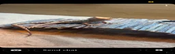 Bearded Dragon reptiles for sale: Female bearded dragon  - Advert 1