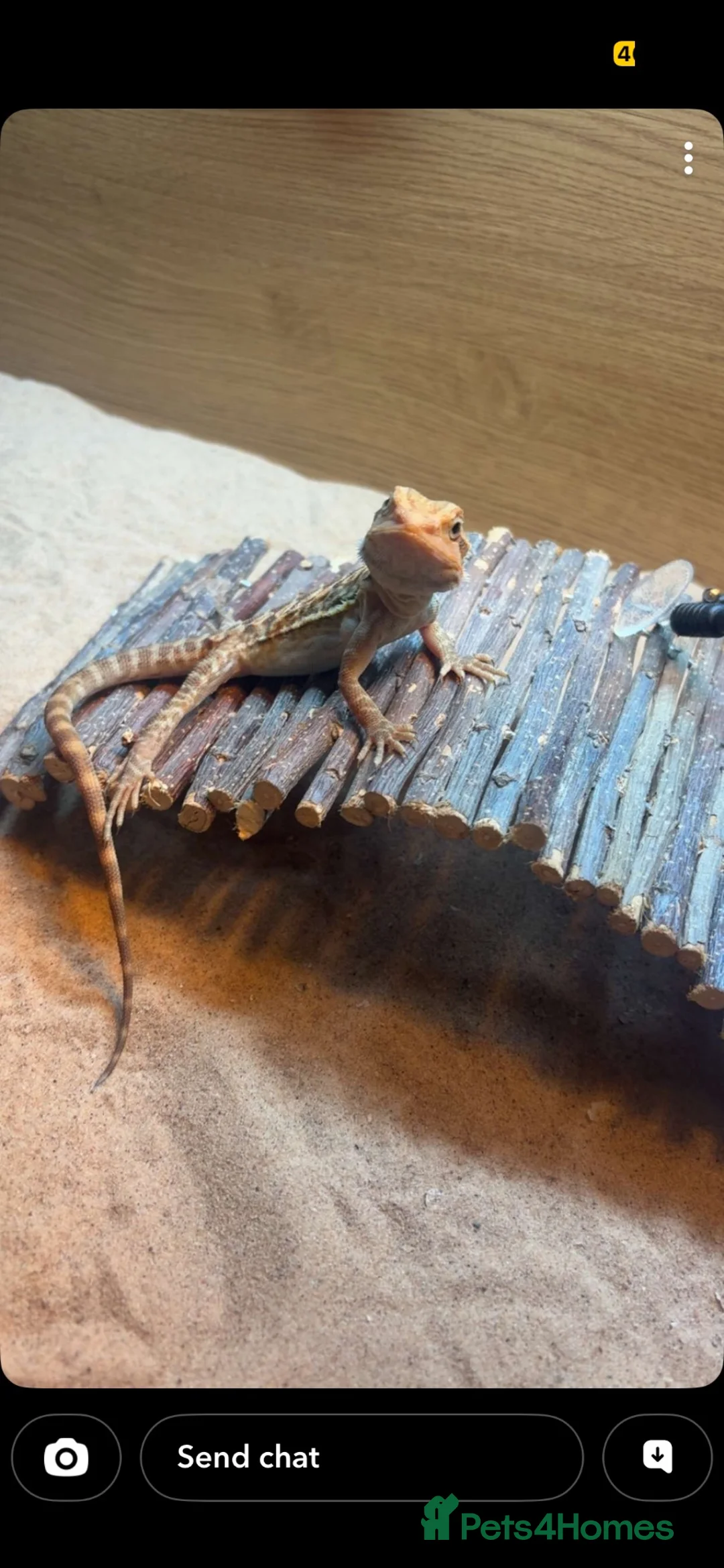 Bearded Dragon reptiles for sale: Female bearded dragon  - Advert 1