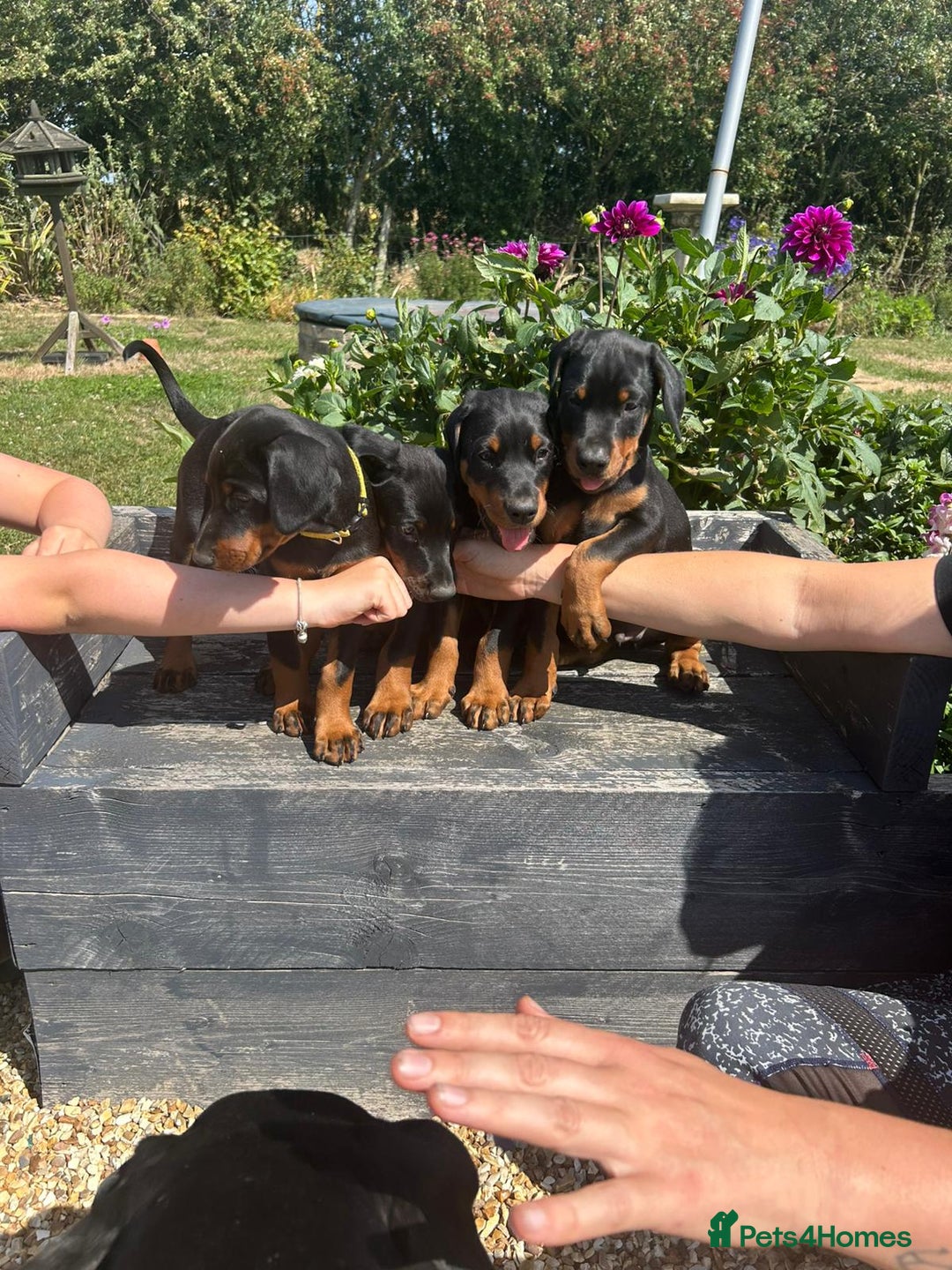 Dobermann dogs for sale: Proper Chunky Euro doberman pups 💕 - Image 10