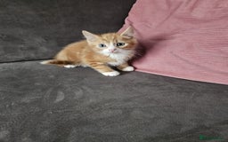 Mixed Breed cats for sale: 5 beautiful kittens ready for new loving home  - Image 3