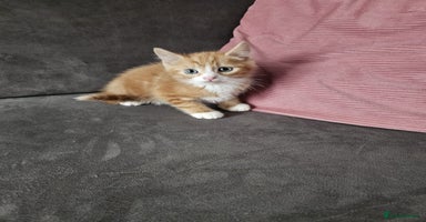Mixed Breed cats - Advert 6