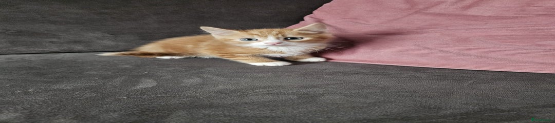 Mixed Breed Kitten 2