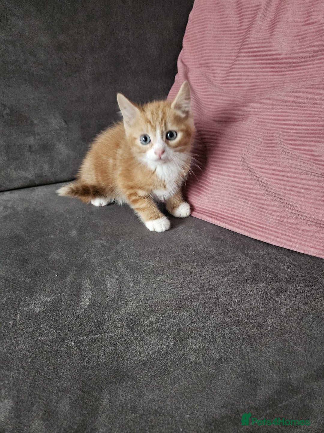 Mixed Breed cats for sale: 5 beautiful kittens ready for new loving home  - Image 3