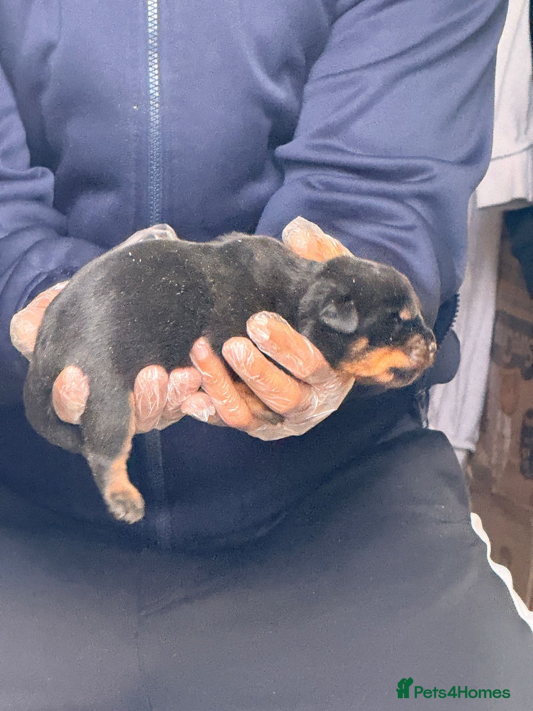 Rottweiler dogs for sale: Top quality kc pups for sale timitor X edelstein - Advert 8