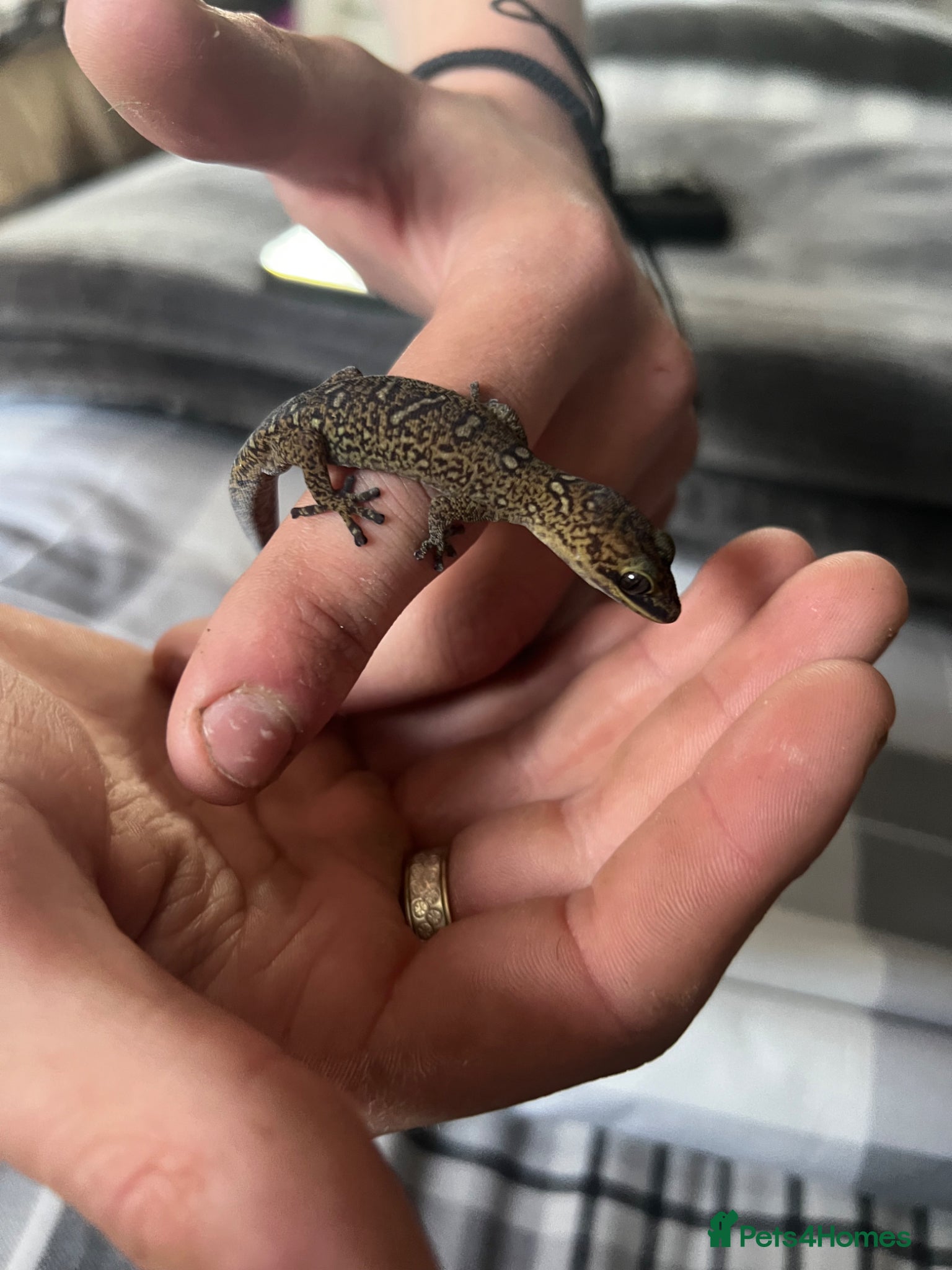 Gecko reptiles for sale: velvet gecko in Chatteris - Advert 2