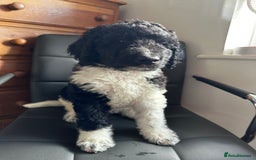 Mixed Breed dogs for sale: 🐾 St Beradoodle Puppies Health Tested Parents 🐾 in Sheerness - Image 8