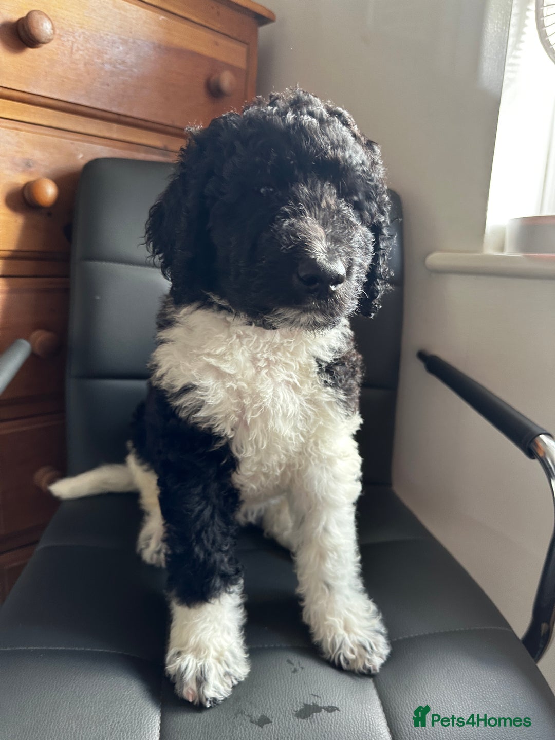 Mixed Breed dogs for sale: 🐾 St Beradoodle Puppies Health Tested Parents 🐾 in Sheerness - Image 8