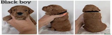 Cockapoo 5