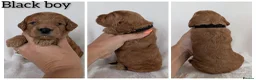 Cockapoo dogs for sale: Beautiful F1b Cockapoo puppies - Advert 7