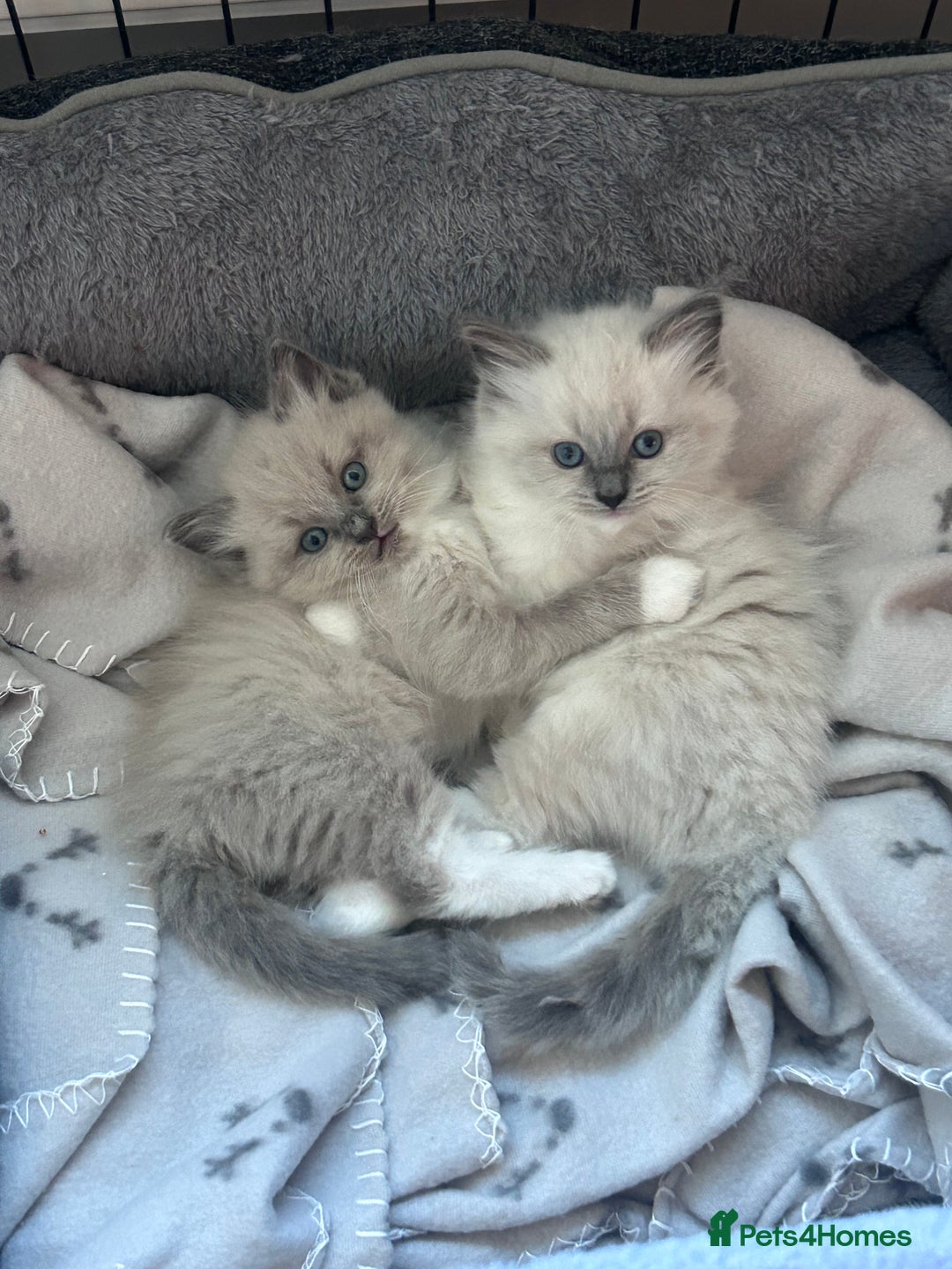 Ragdoll cats for sale: Gorgeous blue/mink ragdoll kittens 🐱💕✨  - Advert 3