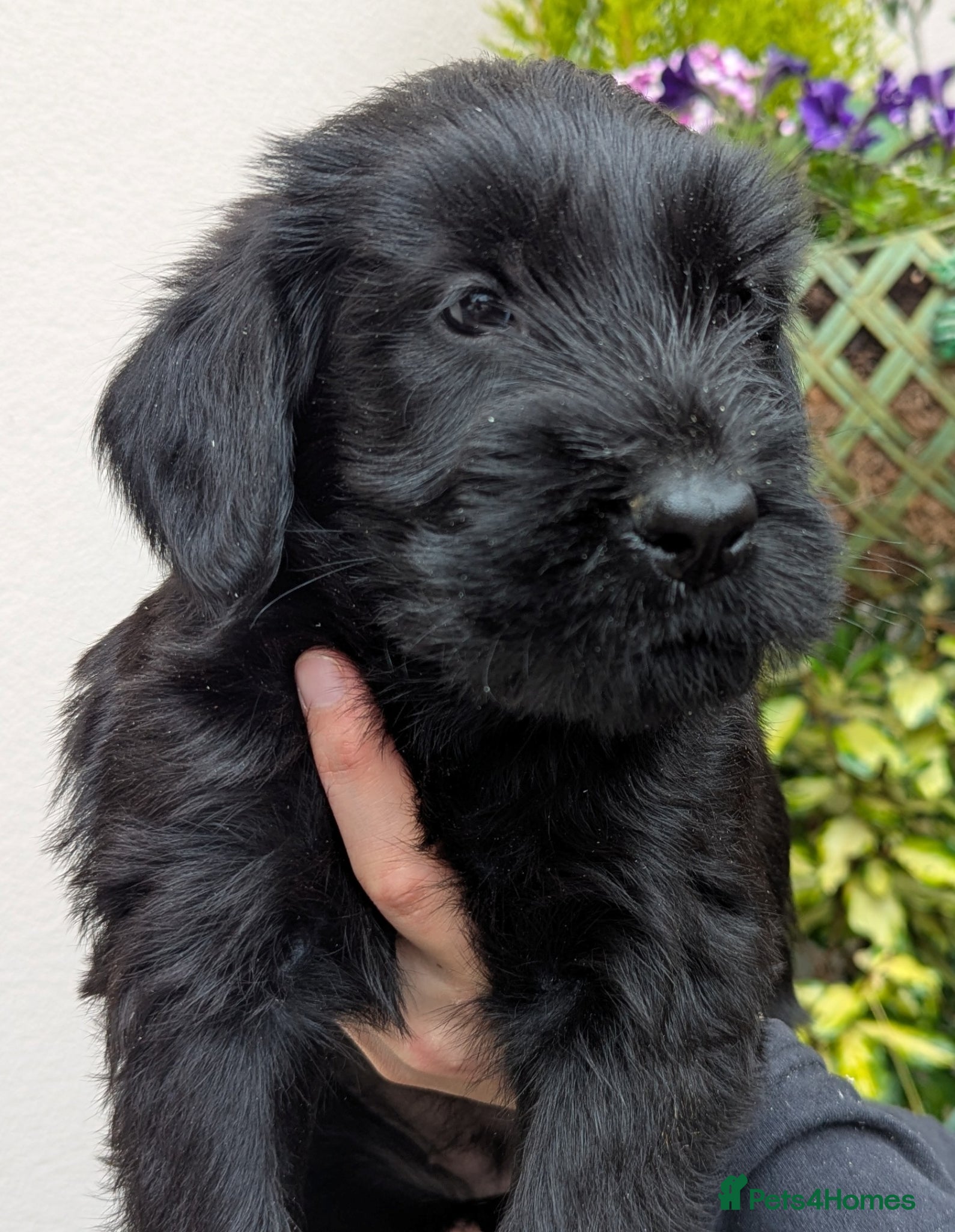 Giant Schnauzer dogs Hi,my names' Elka!!!! - Advert 1