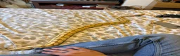 Python Snake reptiles for sale: Bannana ball python with full enclosure  - Advert 3