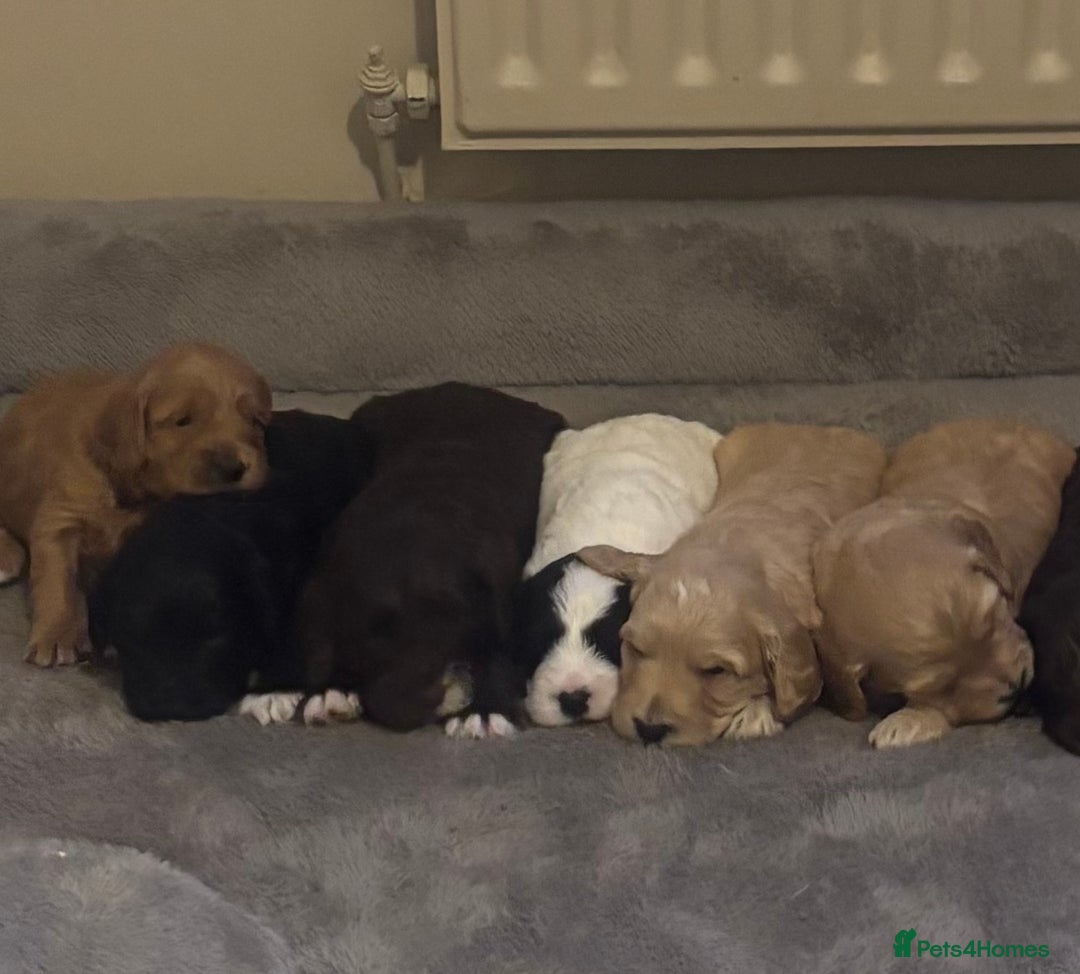 Cockapoo dogs for sale: Stunning F1 Cockapoos - Show H/Tested KC Parents!! - Advert 3