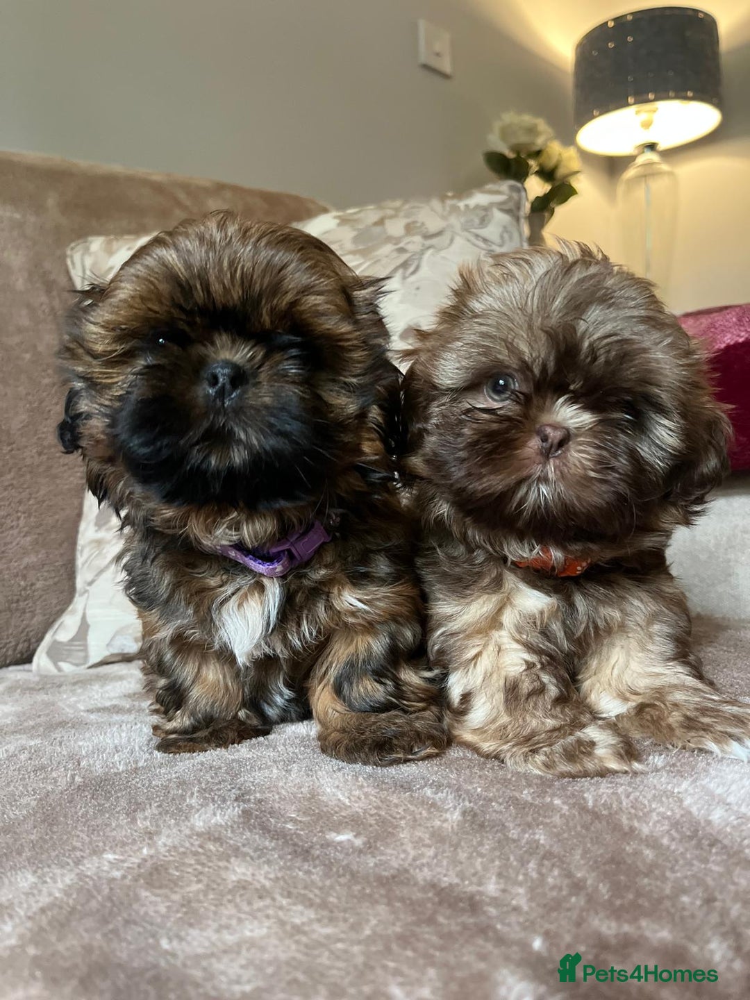 Shih Tzu dogs for sale: 2 little girls left - Image 4