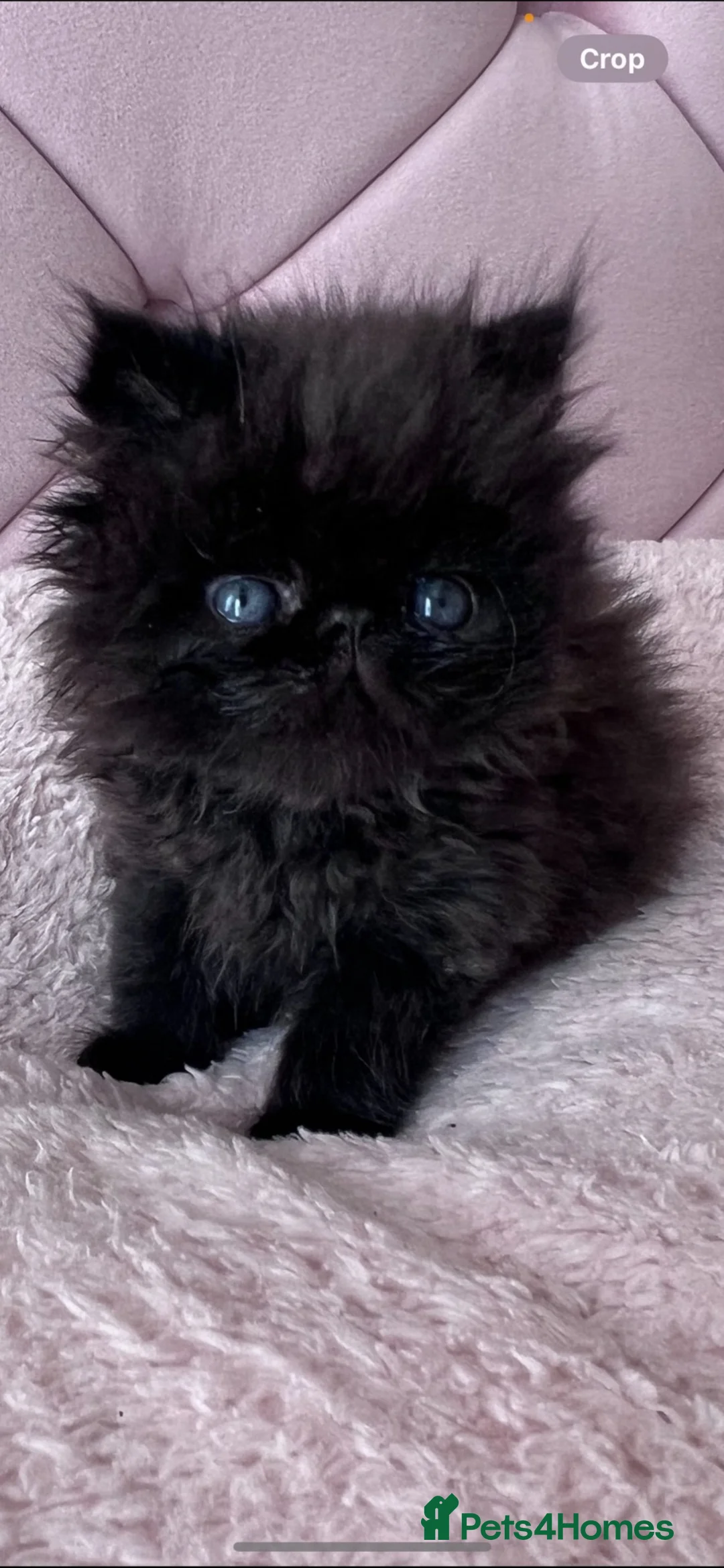 Persian cats for sale: Stunning Himalayan Persians - Advert 20