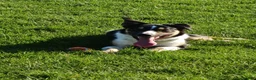 Border Collie dogs for sale: Border collie working dog  - Advert 2
