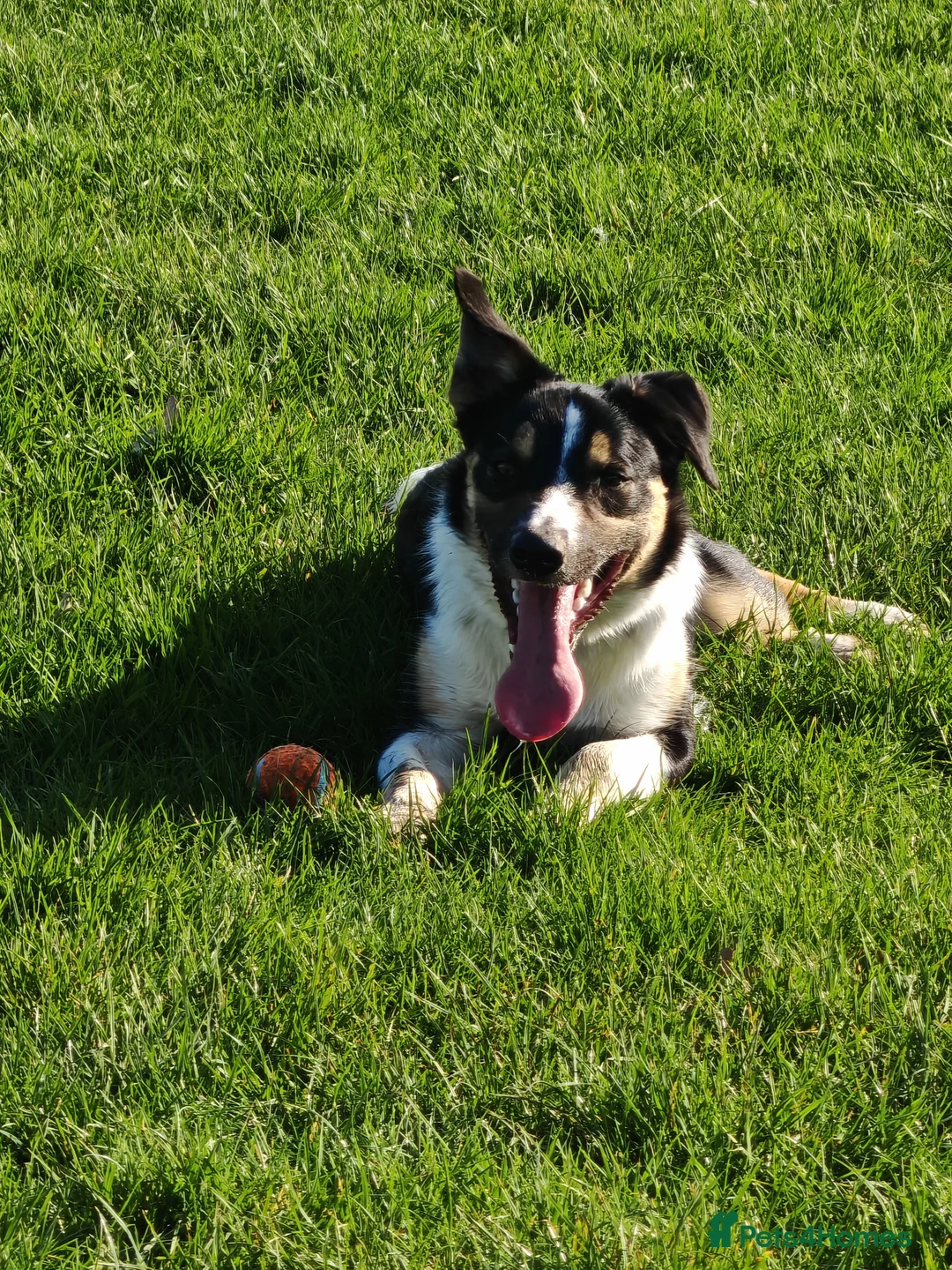 Border Collie dogs for sale: Border collie working dog  - Advert 2