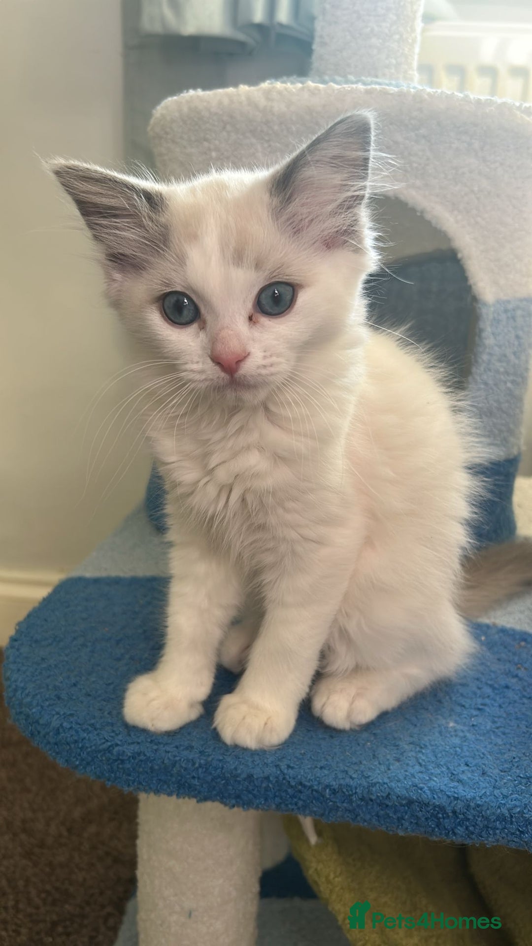 Ragdoll cats for sale: 3 beautiful GCCF Ragdoll Kittens  - Image 15