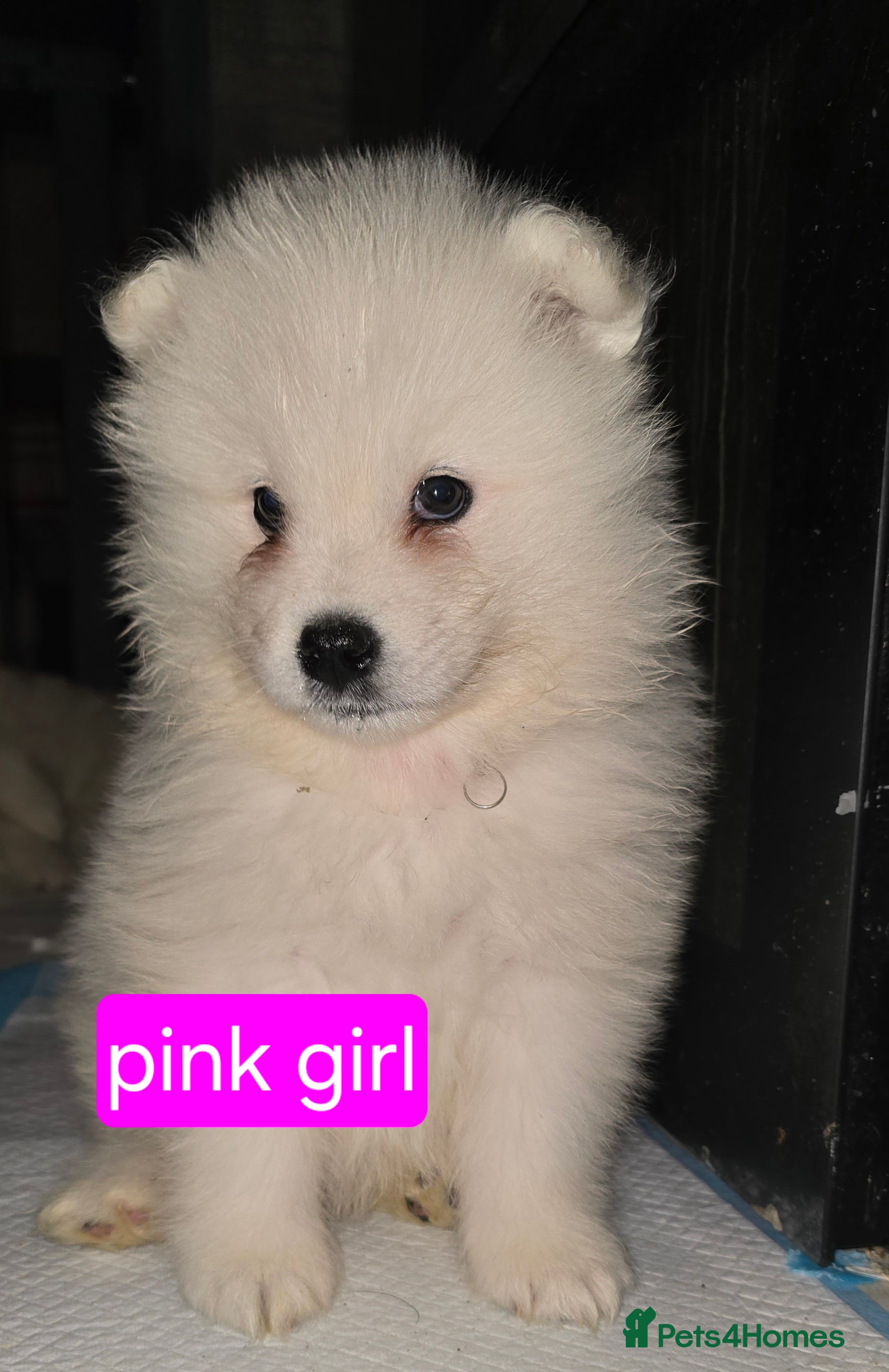 Samoyed dogs Registered samoyed puppies  - Advert 2