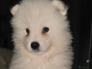 Samoyed dogs Registered samoyed puppies - Advert 2