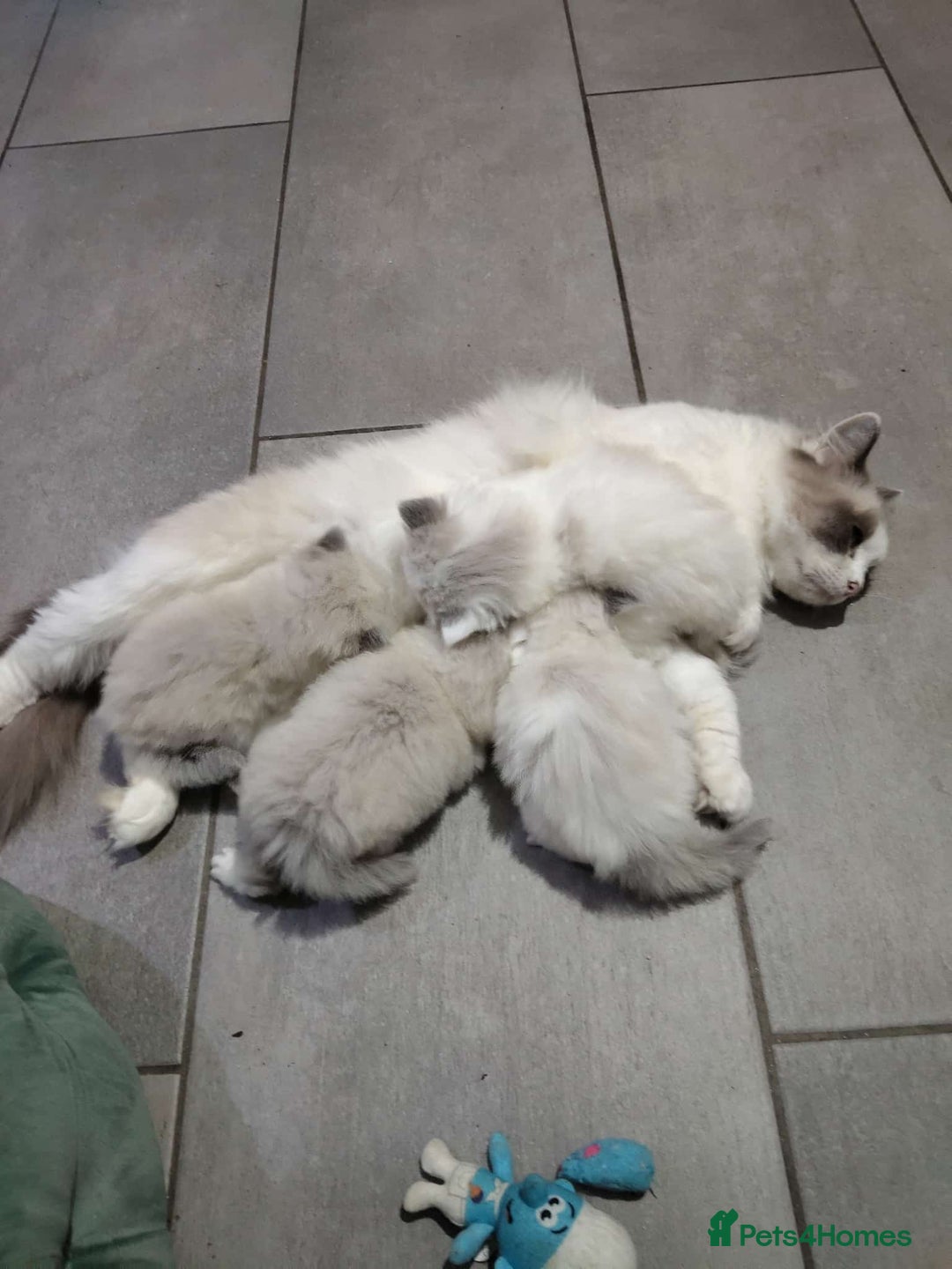 Ragdoll cats for sale: Beauty fluffy ragdoll kittens  - Advert 3