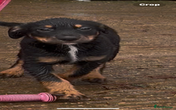 Mixed Breed dogs for sale: Happy and friendly  - Image 1