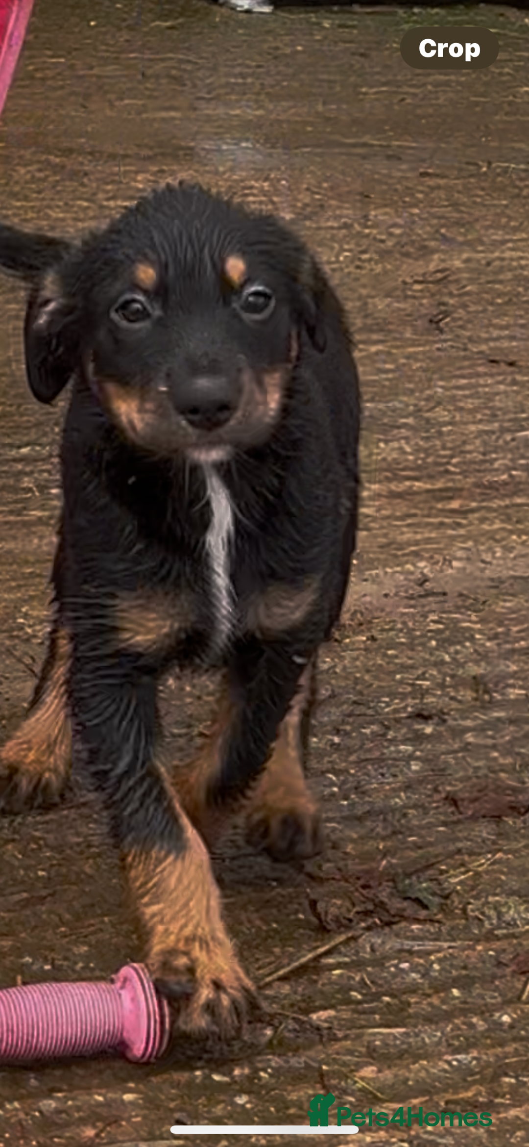 Mixed Breed dogs for sale: Happy and friendly  - Image 1