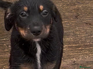 Mixed Breed dogs for sale - Advert 1