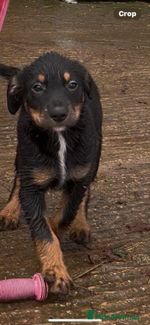 Mixed Breed dogs - Advert 2