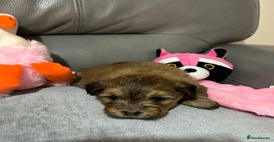 Havanese dogs - Advert 9