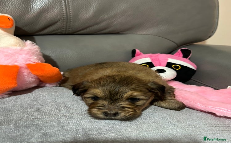 Havanese dogs - Advert 2