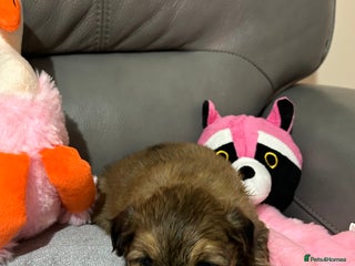 Havanese dogs - Advert 2