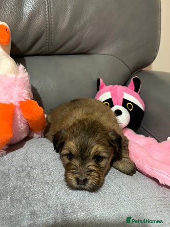 Havanese dogs - Advert 2