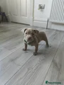 American Bully Puppy 2