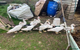 Ducks poultry for sale: Pure Muscovy ducks for sale - Image 1