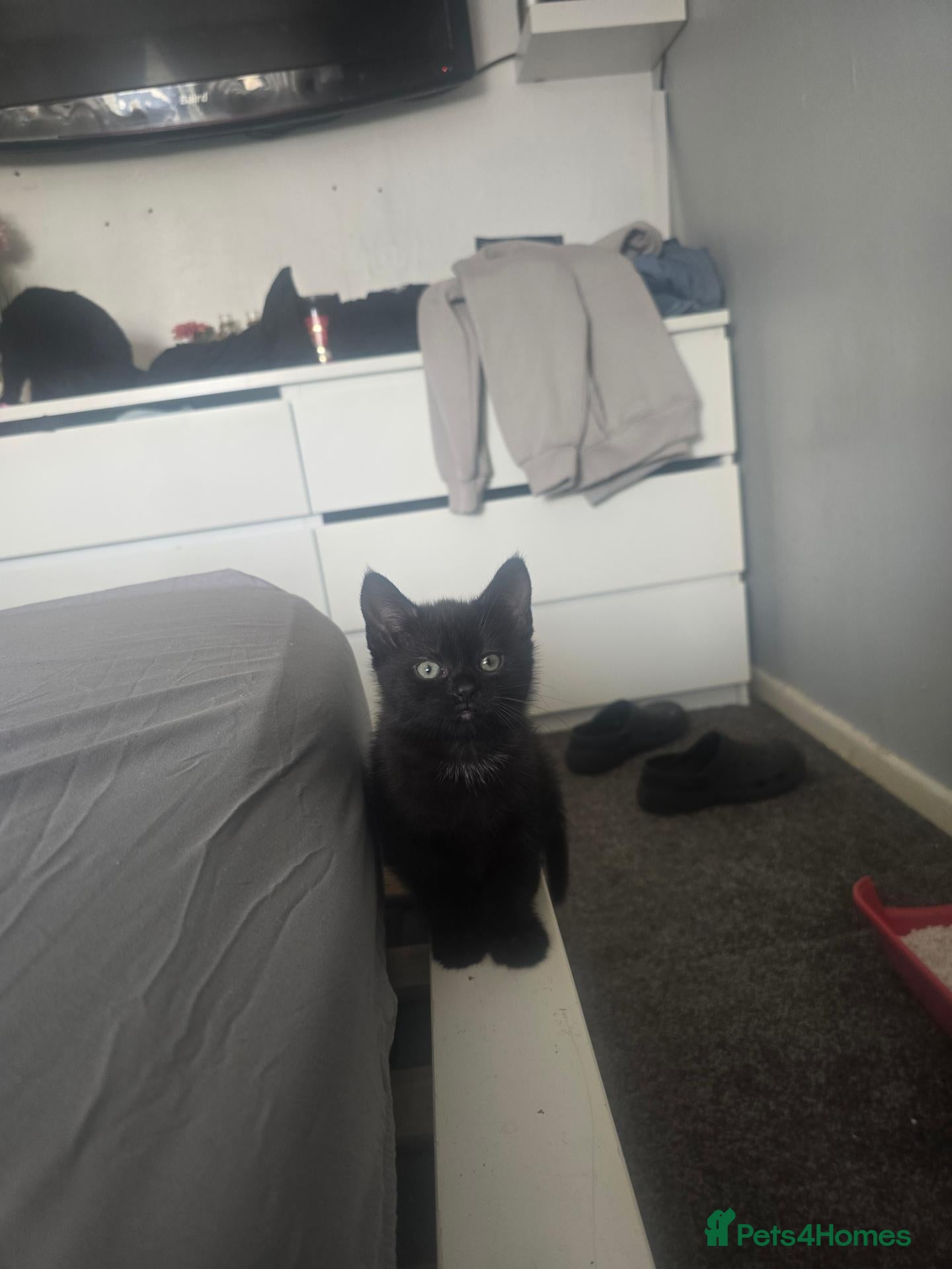 Mixed Breed cats 3 playful kittens for sale. - Advert 2