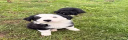 Border Collie dogs for sale: BEAUTIFUL BORDER COLLIE PUPS - Advert 16