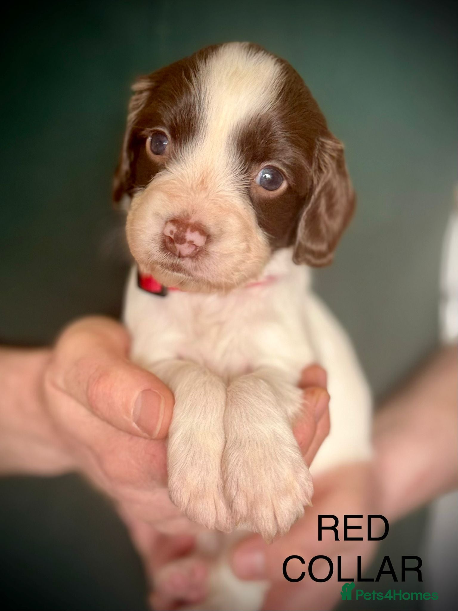 English Springer Spaniel dogs KC registered English Springer Spaniels - Advert 2