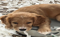 Cocker Spaniel dogs for sale: Cocker Spaniel bitch puppy - Image 4